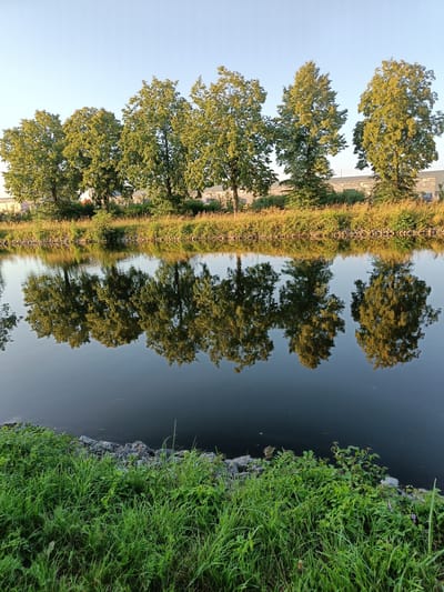 The image depicts a serene canal scene in Haacht, Belgium, under a clear, pale blue sky. A row of mature trees with lush green foliage lines the canal bank, their reflections perfectly mirrored in the still, dark water. The trees are interspersed with taller grasses and other low-lying vegetation, creating a natural embankment. In the background, a grey, nondescript building with a flat roof is visible behind the trees, suggesting an urban or industrial edge to the otherwise natural landscape. The foreground is dominated by vibrant green grass, with a scattering of rocks and some wild brambles near the canal's edge. No people are present in the image. The overall impression is one of tranquil natural beauty juxtaposed with a hint of human development.