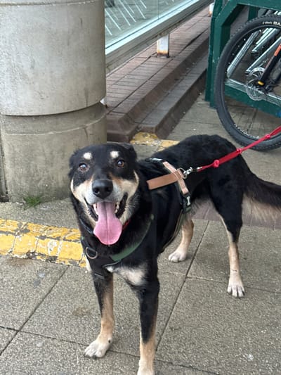 A black and tan mixed-breed dog stands on a grey tiled pavement in Corby, United Kingdom. The dog is positioned centrally, facing the camera directly, with its mouth open and a pink tongue extended. It wears a dark green harness on its torso, connected to a light brown strap, which is attached to a red leash leading off-camera to the right. Tan markings are present above the dog's eyes, on its muzzle, chest, and lower legs. To the left, a grey cylindrical concrete pillar rises vertically. A worn yellow painted line borders the pavement in the foreground, with minimal green vegetation emerging from cracks. To the right and behind the dog, a dark green metal bicycle rack secures a bicycle. Visible components of the bicycle include a black front wheel with a silver disc brake and an orange suspension fork. In the background, a structure featuring brown steps or a ramp and a glass panel or railing is discernible.