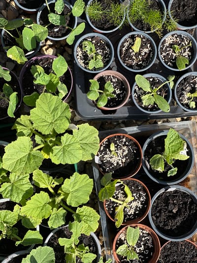 The image shows an assortment of potted plants in various stages of growth, likely in an outdoor setting, possibly a garden or plant nursery in Tunbridge Wells, United Kingdom. The plants are arranged in pots of varying sizes and colors, including grey, brown, and purple. The soil in the pots is dark, with visible white fertilizer granules scattered on the surface. The plants vary from small seedlings with cotyledons to more mature plants with several leaves. Some plants appear to be suffering damage, as evidenced by partially eaten or withered leaves. The scene is shot from a high-angle perspective under bright sunlight, casting shadows across the pots and plants.