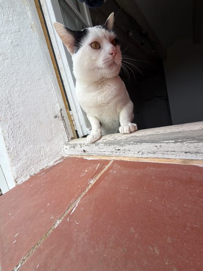 A white and black cat peers down from an elevated opening with its paws gripping the weathered frame. The interior is dimly lit, while the exterior displays a red-brown surface and a white, textured sill. The location is the city of Sant Martí Sarroca, Spain.