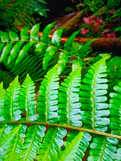 This close-up image captures a lush, vibrant green fern frond in a natural setting, likely a forest or jungle in Taungpi, Myanmar (Burma). The primary subject is the large fern frond in the foreground, presented with sharp focus and intricate detail.
The frond displays numerous individual leaflets (pinnae) arranged along a central, horizontal stem (rachis) that is dark brown or reddish-brown. The leaflets are a bright, almost luminous green, with a lighter, whitish-green hue along their central veins, contrasting with the darker green edges. Each leaflet has a finely serrated or lobed appearance. The texture of the fern appears healthy and turgid, indicative of a moist environment.
Behind the prominent foreground frond, other fern foliage is visible, appearing slightly darker green and softly out of focus, creating a sense of depth. The background further recedes into a blurred medley of dark green, earthy browns, and hints of reddish-brown shapes, possibly decaying wood, fallen leaves, or other vegetation on the forest floor. The lighting suggests natural daylight, casting subtle highlights on the foreground fern and contributing to the overall vividness of the greens.
There are no people, animals, or man-made objects visible in the frame. The scene exclusively depicts the rich, dense flora of the natural landscape. No text is visible.