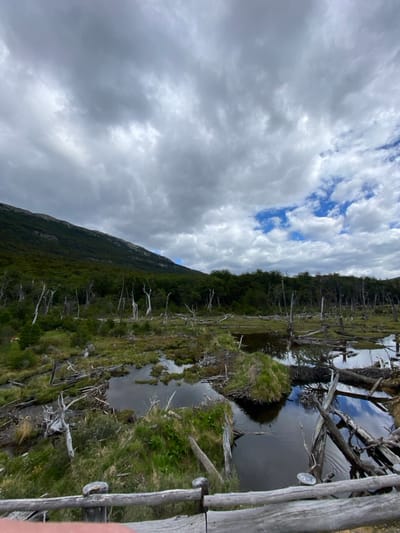 A picturesque landscape features a mountain slope meeting a marshy area with small ponds. Sparse, skeletal trees dot the green landscape. Water reflects the overcast sky with fluffy clouds. A wooden structure, possibly a walkway, is visible on the right edge. The scene conveys a sense of serenity despite the remnants of dead trees, creating a somewhat melancholic but beautiful view.
