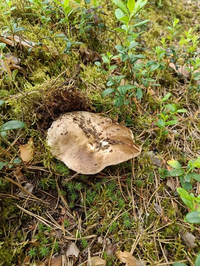 A single, light brown mushroom with a cap covered in dirt sits nestled amongst moss, pine needles, and small green plants. The mushroom is the primary subject, positioned slightly off-center to the right. Its cap is broad and appears somewhat flattened, with visible soil and debris clinging to its surface. Surrounding the mushroom is a dense, natural forest floor. Various shades of green moss carpet the ground, interspersed with dried pine needles, twigs, and fallen leaves. Small, low-lying green plants with ovate leaves are scattered throughout the scene, some reaching slightly taller than the moss. The overall setting is that of a woodland environment. The lighting suggests it could be daytime, likely overcast given the diffused light and lack of strong shadows. There are no people or animals visible, and no discernible text. The image captures a moment of stillness in nature, focusing on the details of the forest floor and the solitary mushroom. The location context of Tuusniemi, Finland, implies a boreal or temperate forest environment.
