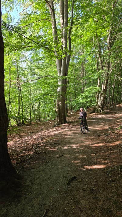 The image depicts a person riding a bicycle on a dirt path through a sun-dappled forest. The path is covered with fallen leaves and debris. The trees are tall and lush, with green foliage creating a canopy overhead. The person is wearing dark clothing and is positioned in the mid-right of the frame, facing away from the camera. The lighting suggests it is daytime, with sunlight filtering through the trees and casting shadows on the path. The scene is tranquil and appears to be a natural setting, possibly a park or a wooded area. It is not possible to determine the specific location in the city of Salem, Germany from the visual information provided in the image.