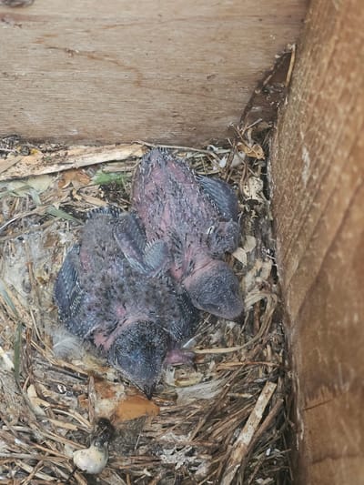 This media file shows a close-up, high-angle view of a bird's nest containing three hatchlings. The nest is made of dry grass and twigs and is situated within a wooden structure, likely a birdhouse or a sheltered alcove. The hatchlings appear very young, with sparse downy feathers and visible skin. Their eyes are closed, suggesting they are newly hatched. One hatchling is on the left, facing away from the viewer, while the other two are huddled together on the right. The lighting suggests it is daytime. The scene is natural and peaceful, depicting the early stages of avian life. There is no visible text in the media file.