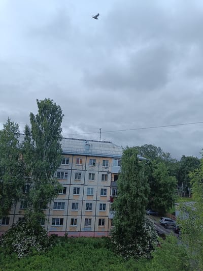 The media file shows an overcast day in Arkhangelsk, Russia. The scene is a residential area with a multi-story apartment building and surrounding trees. A bird is flying in the cloudy sky. The apartment building appears to be older, with a faded yellow and gray facade and numerous windows. Some windows have white frames, while others have dark frames. A balcony is visible on one of the lower floors.
In front of the building, there are several tall trees with green foliage. One tree, positioned prominently on the left, has a dense canopy. To the right of the building, a paved area shows three parked cars: a dark SUV, a silver SUV, and a smaller dark car. The ground appears wet, suggesting recent rain. Lush green bushes and some flowering shrubs are in the foreground, adding a touch of nature to the urban landscape. The overall impression is of a slightly gloomy, typical day in a Northern Russian city. There are no visible people or text in the image.