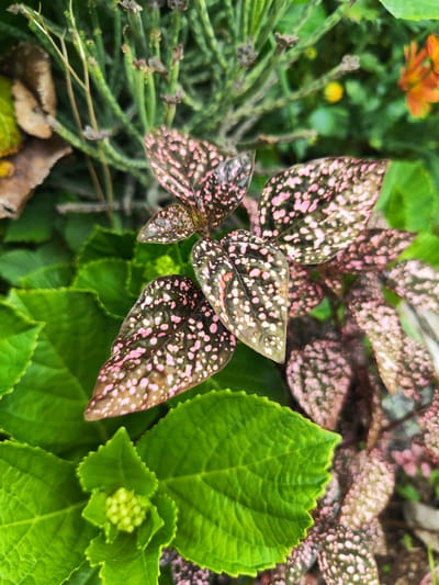 The image depicts a close-up view of various plants in Ribeira Grande, Portugal. The most prominent plant features mottled leaves of brown, green, and pink hues. There are also green, textured leaves and stems with small, brown protrusions and budding green flowers. An orange flower is visible in the background.