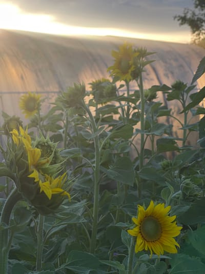 In Перевозное, Russia, a field of sunflowers is captured at sunset, bathed in the warm, golden light of the setting sun. The sky is a soft gradient of orange, yellow, and blue, with subtle cloud formations. A large, arched structure, possibly a greenhouse or tunnel, is visible in the background, its surface reflecting the light and adding a textured element to the scene. In the foreground, several sunflowers are the main subjects. One sunflower, on the left side of the frame, is partially opened, its yellow petals reaching outwards. Another fully bloomed sunflower is positioned in the lower right corner, its face turned slightly towards the viewer, showcasing its intricate seed head. The stems and large green leaves of the sunflowers create a lush, dense foliage that fills the mid-ground. The overall atmosphere is serene and tranquil, evoking a sense of natural beauty and the peaceful conclusion of a day.