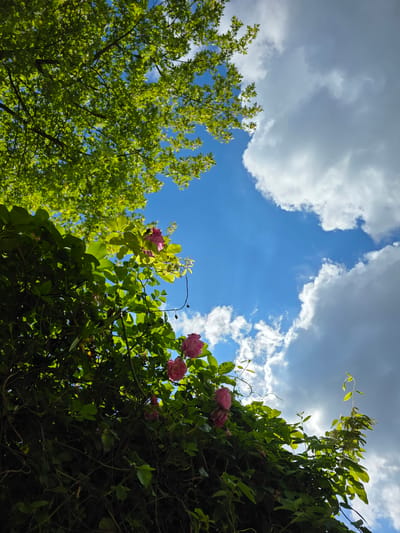 The image captures a low-angle view of lush green foliage and pink roses against a bright blue sky with scattered white and grey clouds. In the upper left quadrant, the leaves of a large tree, likely an oak, are prominently featured, casting dappled sunlight. Below this, a dense wall of green leaves, possibly from a hedge or climbing plant, forms the lower portion of the frame, with several clusters of pink roses interspersed among the leaves. The sky occupies the right half of the image, with the clouds creating a sense of depth. The lighting suggests it is daytime, with sunlight filtering through the leaves and illuminating the scene. This image appears to be taken outdoors, likely in a park or garden setting within the city of Kiel, Germany, given the context. There are no people or specific city landmarks visible.