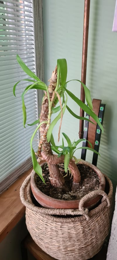 The image shows a potted plant with thick, woody stems and long, green leaves. The plant is in a terracotta pot that is wrapped in a woven basket. The pot and basket sit on a wooden surface, possibly a shelf or table. In the background, a pale green wall is visible, with a copper pipe running horizontally across it. There are also some decorative wooden items with green accents on the wall. Blinds are visible in the lower part of the image, suggesting the plant is near a window. The lighting suggests it is daytime, and the overall scene appears to be indoors, in a domestic setting. There is no text visible in the image.