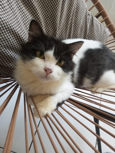 A black and white cat is lounging on a brown wicker chair. Its white chest fur is prominent, and it has yellow eyes. The cat is positioned so that its front paws rest between the wicker strands, adding to its relaxed posture. The chair has a checkered cushion behind the cat. The close-up shot focuses on the cat's face, which has a pink nose. The background is slightly out of focus, highlighting the cat as the main subject.