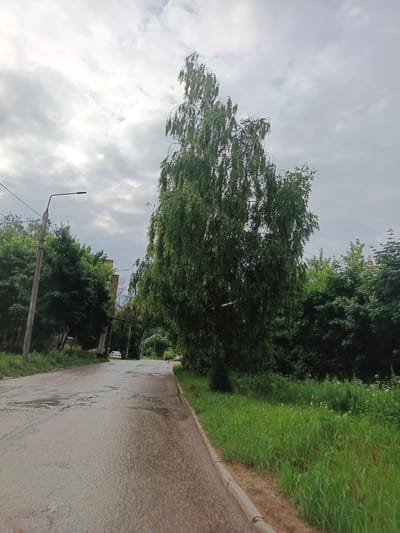 A grey, overcast sky looms above a wet, asphalt road that curves to the right. A tall, leafy birch tree dominates the foreground, its branches cascading downwards. To the left of the road, a concrete lamppost with wires attached stands tall, flanked by dense green trees and a building. Further down the road, a white car is visible. The right side of the road is bordered by a strip of green grass and a concrete curb. The overall impression is of a damp, somewhat dreary day in an urban environment.