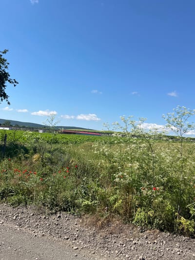 The image depicts a rural landscape under a clear blue sky with scattered white clouds. In the foreground, a gravelly path runs along the bottom of the frame, bordered by overgrown vegetation. This vegetation includes tall, feathery white flowers, interspersed with green foliage and a few vibrant red poppies.

Beyond the immediate roadside, a large field of green crops stretches towards the horizon. In the mid-ground, several farm buildings with red roofs are visible, suggesting agricultural activity. The landscape is gently rolling, with low hills in the distance. A single tree branch with dark green leaves is visible on the far left edge of the image, partially obscuring the sky.

The scene appears to be a sunny day in a rural area, likely Poroy, Bulgaria, characterized by farmland and natural vegetation. There are no people or animals visible in the image. The overall impression is one of a peaceful, agrarian setting.