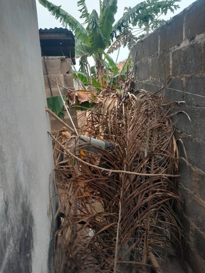 The scene depicts a narrow outdoor area in Ifo, Nigeria, situated between two vertical walls beneath an overcast sky. The wall on the left is a light-grey, textured rendered concrete surface. The wall on the right is constructed from dark-grey, unrendered concrete blocks with visible mortar joints and exhibits weathering; a thin horizontal wire is affixed to it. The central and lower portions of the space are densely filled with a large accumulation of dried, brown, brittle palm fronds and other desiccated plant matter. Interspersed within this dry vegetation are multiple bare wooden branches and a curved grey pipe section. Above the walls and the concentrated dry foliage, green banana leaves and a papaya tree with its distinct leaves are visible. In the upper-left, a section of corrugated metal roofing, supported by concrete blocks, is present. No individuals, actions, or direct interactions are observed within the frame.