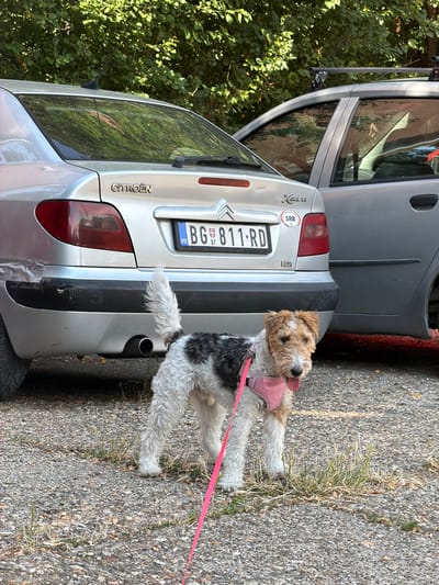 A wire fox terrier wearing a pink harness and leash stands on a gravelly surface next to the rear of a silver Citroën car. The dog is mostly white with black markings on its back and ears. Its tongue is sticking out, and it appears to be panting. The car has a license plate that reads "BG 811-RD" and a "SRB" sticker, indicating it is from Serbia. The Citroën logo is visible on the trunk. Trees with green foliage are to the left of the car, and sunlight suggests it is daytime. The setting appears to be outdoors, possibly a street or parking area within a residential or urban environment. The scene is static, with the dog posing next to the car.