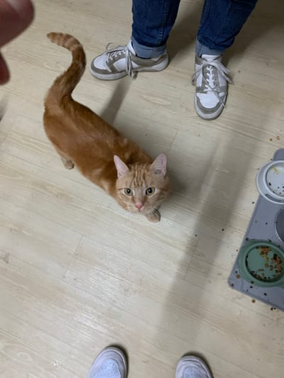 An orange tabby cat is lying on a light-colored wooden floor, looking up towards the camera. Its body is extended, and its tail is curled in a serpentine shape. The cat has green eyes and a pink nose. In the background, a person's legs wearing blue jeans and white sneakers are visible. To the right of the cat, there are two pet bowls on a gray mat, with some food scattered around them. The scene appears to be indoors, possibly a home environment. There is no specific indication of the location being in the city of Worms, Germany.
