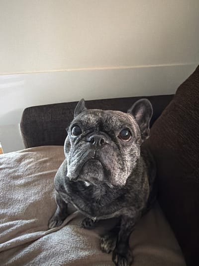 A brindle French Bulldog is seated on a beige blanket on a couch, looking upwards. The dog has dark fur with lighter brindle markings, prominent ears, and large, expressive eyes. The background consists of a dark brown couch cushion. The scene appears to be indoors, possibly a living room, and the lighting suggests it is daytime. The image was captured on March 31, 2023, at 1:08 PM.