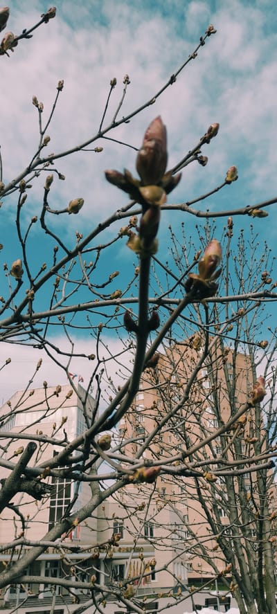 A vertical, low-angle shot captures the intricate network of bare tree branches adorned with numerous, prominent buds, signaling the arrival of early spring. The branches, varying in thickness, crisscross the frame against a backdrop of a clear, bright blue sky with wispy white clouds, particularly noticeable in the upper and left portions of the image.
The foreground features a thicker branch with several buds slightly out of focus, creating a sense of depth. In the mid-ground and background, the branches become sharper, revealing a multitude of smaller buds ready to blossom. Through the gaps in the branches, several buildings are visible, suggesting an urban setting. A large, light-brown multi-story building occupies the right side of the frame, with smaller, lighter-colored structures further behind it.
The time of day is clearly daytime, bathed in bright, natural light. The overall mood is one of anticipation for warmer weather and new growth. On a building in the background, specifically on the right side within the branches, some Cyrillic text is faintly discernible, appearing to spell out "ОНО" or "ОНКО," likely part of a sign or building name. The scene depicts a moment of seasonal transition in Fryazino, Russia.