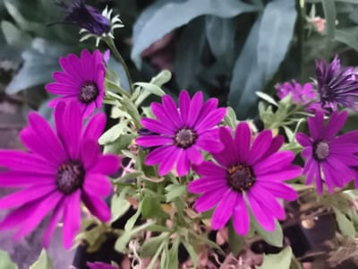 A close-up, eye-level shot shows several purple daisy-like flowers in bloom. The flowers are in various stages of opening, with some fully bloomed and others still in bud. The petals are a vibrant purple, and the centers are dark brown. Green leaves and stems are visible, and in the background, larger, muted green leaves are blurred. The overall impression is of a garden or floral arrangement. There is no indication of the city of Ocnița, Moldova, or any people in the image.
