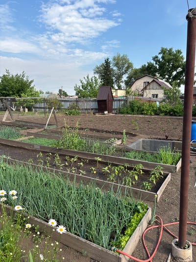 The image depicts a garden plot in Chernogorsk, Russia, on a sunny day with scattered clouds. The garden features several raised beds filled with various crops, including long rows of green onions, lettuce, and young pepper plants. Daisies are blooming in the foreground. In the background, a wooden shed, a fence, trees, and a residential building are visible. A red garden hose is coiled on the ground near a metal pole. The scene is peaceful and suggests agricultural activity.