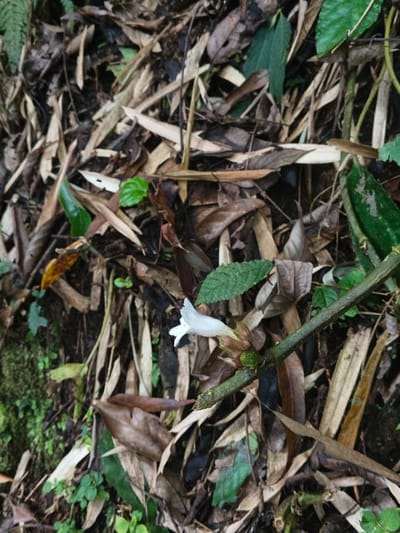 The image depicts a forest floor covered in fallen leaves and plant debris. A thin, thorny, green stem extends horizontally across the scene, bearing a single, small white flower with a dark interior. The flower emerges from a cluster of buds. Green foliage is scattered amongst the dry leaves, with moss visible on the left side.