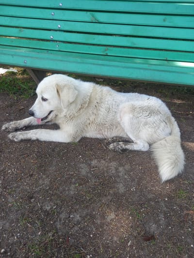 A large white dog is lying on the ground under a green wooden bench. The dog is facing left and has its tongue out. Its fur appears somewhat dirty, particularly on its paws. The ground is a mix of dirt, small stones, and dried leaves with some patches of grass. The bench is made of several horizontal wooden planks, painted green, and is secured by metal bolts. The scene appears to be outdoors, likely in a park or public area in Ilori, Abkhazia.