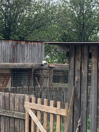 In the foreground of the image, a weathered wooden fence partially encloses an area. A wooden gate, constructed from lighter-colored planks, is visible on the right side of the fence, with its upper crossbar angled downwards. Behind the fence, a structure with vertical wooden beams forms part of the enclosure. A wire mesh fence is also visible, creating another barrier. Above this, a wooden structure with weathered planks runs horizontally, supporting a section of a roof. On top of this wooden structure, a small white object with black accents is attached, resembling a security camera or sensor. In the background, dense green foliage from trees dominates the upper portion of the image. The scene depicts an outdoor enclosure, possibly a pen or yard, with a rustic wooden construction. The location is stated to be Ustinovka, Russia.