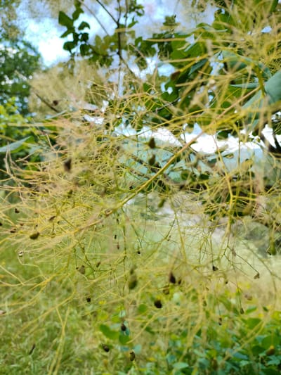 This is a close-up, vertical, outdoor shot of a smoky-hued shrub with wispy, pale yellow tendrils and dark green leaves. The foreground is dominated by the delicate, feathery branches of the shrub, with some small, dark, seed-like pods hanging from them. The background is softly blurred, showing more greenery and a hint of blue sky, suggesting a natural, possibly wooded, environment. The lighting appears to be natural daylight, as indicated by the soft shadows and the overall bright yet diffused illumination. There is no discernible activity or event taking place; the image captures a static moment of nature. The location context provided is Madzhalis, Russia, which does not provide specific visual cues within the image itself, but hints at a potentially temperate climate. There is no visible text in the image. The overall mood conveyed is one of natural beauty and gentle serenity.