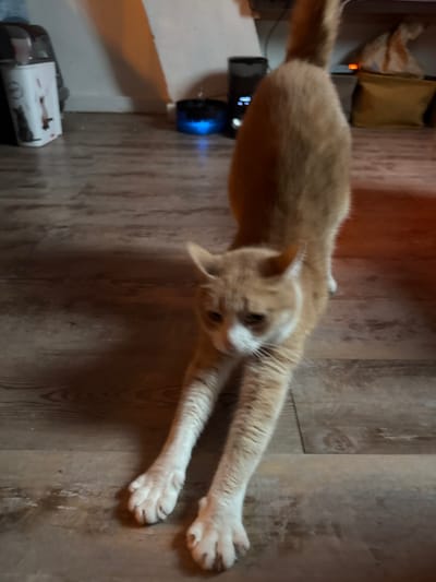 An indoor scene in Wattrelos, France, depicts an orange-and-white domestic cat stretching forward on a light brown wood-grain laminate floor. The cat's front paws are extended and splayed, its head is lowered, and its body is arched with the hindquarters elevated. Its face exhibits white markings around the muzzle and chin, with whiskers visible.

In the background, positioned against a light-colored wall, a white container with dark graphics is visible on the left. Toward the center, a dark cylindrical appliance stands beside a blue-illuminated object, likely a pet water fountain or small humidifier. Further to the right, a light-colored bag is visible, with a reddish-orange glow emanating from an unseen light source in the upper right background. The room is illuminated by artificial light, casting subtle shadows. No other individuals are present in the frame.