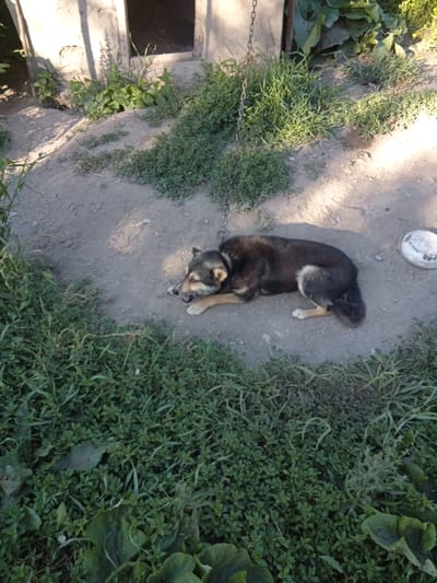 A medium-sized dog is lying on its side on a dirt surface next to a concrete structure. The dog has dark brown and tan fur, with a white tip on its tail and white markings on its paws. It appears to be panting or yawning. A metal chain is attached to a collar around the dog's neck and extends upwards, out of frame. To the right of the dog, a white bowl is visible. The area is partially covered with green grass and other low-lying vegetation. The concrete structure, possibly a shed or doghouse, is in the background, with an open doorway. Sunlight casts shadows on the ground, suggesting an outdoor setting during the daytime. The image appears to have been taken in Aznvadzor, Armenia, based on the provided context.