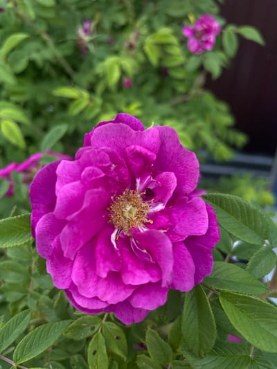 A close-up, eye-level, vertical shot captures a vibrant fuchsia-colored rose in full bloom. The rose is the central focus, with its layered petals creating a sense of depth and texture. The stamens in the center of the flower are a light brown, adding a contrasting detail. Surrounding the rose are lush green leaves, some of which show small holes, indicating potential insect activity. In the background, out of focus, are more green foliage and a few other smaller pink flowers, suggesting a garden or natural setting. A dark reddish-brown structure, possibly a fence or wall, is visible in the upper right corner, blurred by the shallow depth of field. The lighting appears to be natural daylight, casting a soft glow on the scene. The image was taken in Pamyati 13 Bortsov, Russia.