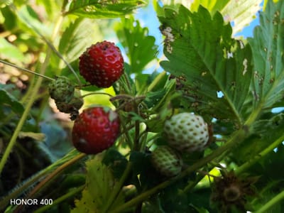 A close-up, low-angle shot captures a strawberry plant with several developing and ripe strawberries. Two red, ripe strawberries are prominently featured, one in the upper left quadrant and another in the lower left quadrant, both displaying visible seeds. Several unripe, pale green strawberries are also visible, appearing smaller and more round. The plant's leaves are a vibrant green, with some showing signs of damage or decay, including holes and brown spots. The background consists of blurred green foliage and a bright blue sky, suggesting an outdoor environment. The bottom left corner of the image displays the text "HONOR 400". The scene is situated outdoors, likely in a garden or natural setting, consistent with the location of Эрхирик, Russia, known for its agricultural activity and natural landscapes. There are no people or animals present in the image.