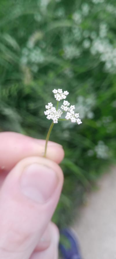 A close-up, low-angle, eye-level outdoor shot features a person's hand holding a small, delicate cluster of white flowers. The flowers are arranged in a roughly spherical shape, with many tiny individual blossoms forming the overall structure. The stem is thin and green. The background is a blur of green foliage and some out-of-focus white shapes, suggesting more of the same flowers or possibly other plants. The lighting is natural and diffused. The location is specified as Kudymkar, Russia. There is no further information about the specific context or activities occurring.