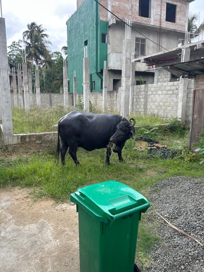 A black water buffalo is standing in a grassy area next to a green trash bin. The buffalo is facing left, with its head turned to the right as it eats grass. Its horns are curved backwards. In the background, there is an unfinished concrete building with exposed rebar and brickwork. Further back, there are palm trees and a cloudy sky. The ground is a mix of grass, dirt, and gravel. The scene appears to be outdoors, likely in a somewhat rural or construction area, given the unfinished building and the presence of a water buffalo. The time of day is unclear, but the lighting suggests it could be daytime. No text is visible in the image.