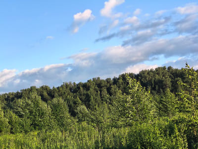 The image shows a natural landscape under a blue sky with scattered white and gray clouds. The foreground is filled with tall green grass and plants, some of which appear to be reeds or sedges. Behind this, there is a dense band of deciduous trees, with a backdrop of a forest of taller, darker trees along a gentle slope. The scene is illuminated by sunlight, casting a warm glow on the foliage and creating some shadows. The location is identified as Misaylovo, Russia. There are no people, animals, or man-made structures visible in the image.