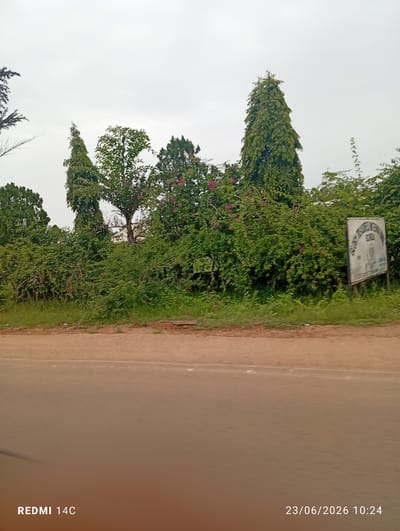 The image shows a roadside scene in Du, Nigeria, with lush green vegetation and trees dominating the background. A tall, slender evergreen tree stands prominently in the center, flanked by other trees and bushes. Some pink flowers are visible amongst the foliage. To the right, a partially obscured sign indicates it is a school. The road in the foreground is made of dirt or gravel. The sky is overcast, suggesting a cloudy day. The time stamp on the image reads "23/06/2026 10:24", indicating it was taken on June 23, 2026, at 10:24 AM. The text "REDMI 14C" is also visible, likely indicating the phone model used to capture the image. No people are visible in the frame.