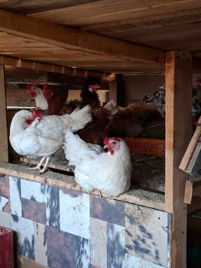 The image shows a group of chickens inside a wooden structure, likely a chicken coop. The flooring is made of irregularly shaped wood pieces with a mottled pattern. There are multiple chickens of varying colors and breeds, including white and brown. A bag with the text "ROSFRUIT" is visible within the structure. The location is identified as Moshtanets, Bulgaria.