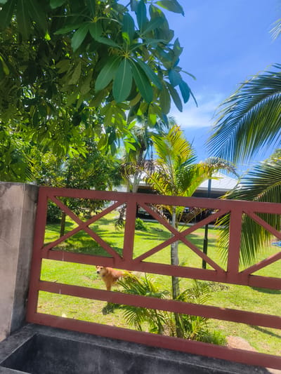 A tan dog stands in a green, grassy yard behind a red, metal gate in Baan Hua Thanon, Thailand. The dog is facing to the left, with its head turned towards the viewer. It has a blue collar on. The yard is lush and tropical, with palm trees and other leafy green plants visible. In the background, a white roof structure and a car are partially visible. The sky is a clear, bright blue. The image is taken from a slightly elevated perspective, looking down into the yard.