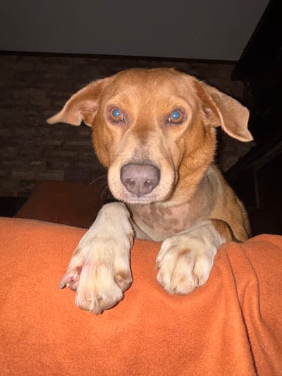 An overhead, close-up, low-angle photograph shows a tan-colored dog looking directly at the camera. The dog is resting its front paws on an orange, fuzzy blanket. The dog has bright blue eyes and a light brown nose. Its ears are partially folded back. The background is dark, with a brick wall visible on the left side of the image. The photograph was taken at night in Toluca, Mexico, in a residential setting.