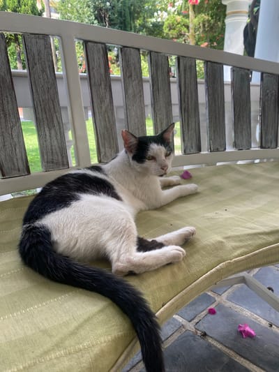 A black and white cat is lying on a light green striped bench outdoors. The cat is facing to the left, with its body stretched out. Its tail is long and bushy and curls around its body. There are two small pink flowers on the bench and on the tiled ground. The background consists of a white wooden fence, lush green trees, and a building. The scene appears to be a patio or garden area. There is no indication of this location being in Kathmandu Metropolitan City, Nepal.