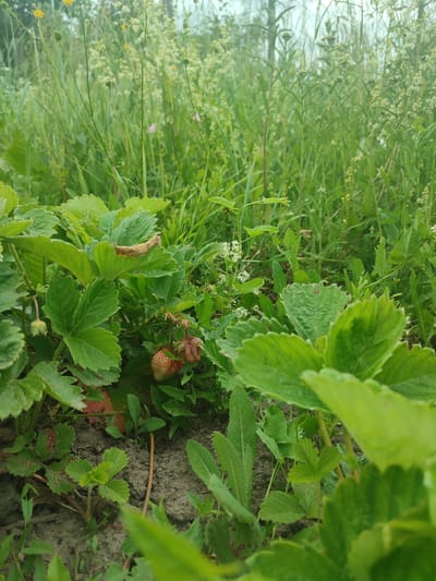 The image depicts a close-up view of a strawberry patch in a garden setting. The foreground is dominated by lush green strawberry plants with large, serrated leaves. In the center of the frame, two ripe strawberries are visible, hanging from their stems, with one showing a distinct red color. The soil is dark and visible between the plants.

In the background, a variety of other wild plants and grasses are growing, creating a natural and somewhat unkempt appearance. Some of these plants have small white flowers, and a few yellow flowers are also present, suggesting a summertime scene. The overall impression is one of a natural, overgrown garden or a wild patch of land.

The lighting suggests it is daytime, possibly overcast, as there are no harsh shadows. The scene appears to be outdoors in a rural or semi-rural environment. There is no visible text in the image. The setting is identified as Eliukkasy, Russia. The activity taking place is simply the growth and presence of the strawberry plants and surrounding flora. No people or specific events are depicted.