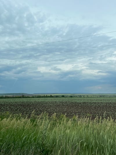 The image displays an expansive agricultural landscape under an overcast sky in Poltavka, Ukraine. The upper half of the frame is dominated by a diffuse, light grey to bluish-grey cloud cover, beneath which three taut, dark power lines horizontally traverse the scene. A faint, lighter vertical streak is visible in the sky on the left side. The middle ground features a large, dark brown tilled field, meticulously cultivated with numerous evenly spaced rows of nascent green sprouts, likely young crops such as sunflowers, covering the terrain. Beyond this cultivated field, the horizon reveals undulating green and brown distant fields, interspersed with darker green strips of what appear to be forested areas or dense vegetation. The immediate foreground is characterized by a dense growth of verdant wild grasses and taller, lighter green stalks, indicative of an uncultivated roadside or field border. No people or animals are visible. The overall lighting is soft and diffused, consistent with an overcast day.