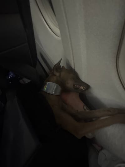 A dog with a silver collar is sleeping on an airplane seat. The dog's head is resting on a person's lap. The person's arm is visible, with a tattoo on it. The airplane cabin is dark, with the window visible in the background. There is no indication of the location being Bologoe, Russia.
