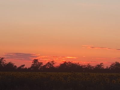 The image depicts a sunset over a field of sunflowers in Topaly, Ukraine. The sky is a gradient of soft orange and peach, with streaks of pink and red near the horizon. Silhouetted trees form a dark line across the middle ground, separating the sky from the field. The foreground is filled with a dense field of sunflowers, their yellow heads facing downwards as the sun sets. The scene is peaceful and serene, capturing the beauty of a rural landscape at dusk.