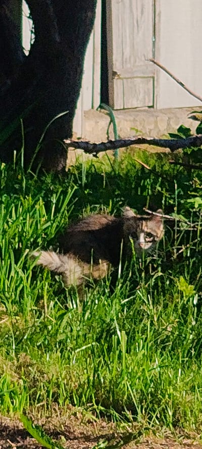A cat with brown and white fur is crouched low in green grass next to a tree trunk. The cat is looking towards the right side of the frame with its head tilted slightly. Its tail is bushy and also appears to be brown and white. In the background, there is a light-colored wooden structure, possibly a building or shed, with a weathered appearance. A thin branch extends horizontally across the middle of the image, above the cat. The ground beneath the grass appears to be dry and brown. The scene is outdoors, with natural sunlight casting shadows. The location is identified as Малая Листовка, Russia.