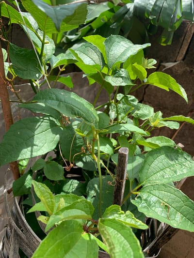 This media file shows a close-up view of green, leafy vines growing in an outdoor setting. The plants are lush and vibrant, with some leaves showing a textured surface and visible veins. Several tendrils are present, some curled and others extending outwards, suggesting the plants are climbing or supported. A small, weathered wooden stick is visible, integrated among the vines, possibly acting as a trellis or support. In the background, a rough, textured surface, possibly a wall or fence, is partially visible, rendered in muted earthy tones. The lighting suggests it is daytime, with sunlight casting shadows on the leaves, highlighting their form and texture. The overall impression is of natural growth and entanglement in a semi-natural or garden environment. There is no visible text.