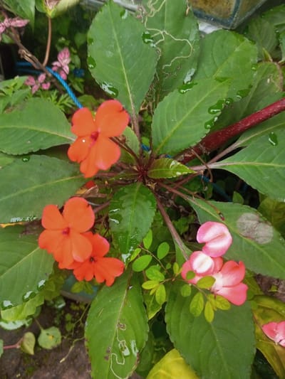 A vibrant impatiens plant dominates the frame. It features large, glossy green leaves adorned with water droplets. Several blooms are present, showcasing two distinct colors: a fiery orange and a soft pink. The plant's stems are thick and reddish-brown, radiating from a central point. A small, leafy plant with tiny leaves nestles amidst the impatiens. Evidence of leaf miners is visible on some leaves.