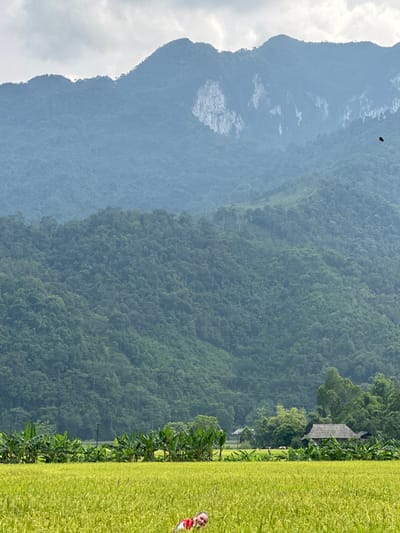This image captures a lush, mountainous agricultural landscape in Ngọc Đường Commune, Vietnam. The scene is dominated by natural elements, with a hint of human presence.
In the foreground, a vibrant, golden-green rice field stretches across the lower portion of the frame. The rice stalks appear full and healthy, suggesting a bountiful harvest. On the far right edge of the rice field, a person, possibly a child or small adult, is partially visible, wearing clothing with red and white elements.
Behind the rice field, a line of dense, green foliage, possibly banana plants or similar tropical vegetation, forms a natural barrier. Further into the middle ground, nestled among more trees, a traditional house with a dark, sloping roof is visible, suggesting a rural settlement.
The background is characterized by majestic mountain ranges. The closest mountains are covered in dense, dark green tropical forest, showcasing a rich texture of trees. Beyond these, successive layers of mountains appear in lighter shades of blue and grey, creating a sense of depth and distance, characteristic of atmospheric haze over large geographical features. Some lighter, rocky outcrops are visible on these more distant slopes.
The sky above the mountains is bright and largely overcast with soft, white clouds, indicating daytime conditions. A small, dark, unidentifiable object, possibly a bird or insect, is seen flying against the sky near the upper mountains. The overall ambiance is one of natural beauty and tranquility, depicting a harmonious blend of agricultural land and wild mountains. No discernible text is present in the image.