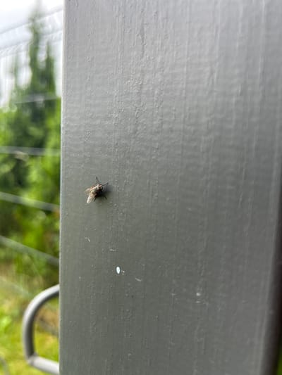 The image shows a close-up, low-angle view of a single fly resting on a horizontal, weathered wooden surface, likely part of an outdoor structure. The wood is painted a muted gray-green and shows some texture from age and exposure. The fly, a common housefly or similar species, is dark-colored with visible wings and legs. It is positioned slightly off-center to the right.
Below the wooden surface, the background is blurred and out of focus, suggesting it is further away. This background consists of vibrant green foliage, indicative of a natural outdoor setting with trees and plants. There are also some vertical elements that could be part of a fence or garden structure, and a curved gray object, possibly a metal railing or furniture, is visible in the lower right corner.
The lighting suggests it is daytime, with diffused light that doesn't create harsh shadows. The overall impression is of a quiet, ordinary moment captured outdoors. The scene appears to be set in Haaslava, Estonia, as indicated by the location context, implying a likely temperate climate. No text is visible in the image.