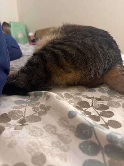 The image shows the hindquarters of a tabby cat lying on a bed with a floral-patterned sheet. The cat's tail is visible, extending to the left side of the frame, and its back is covered in dark and light brown stripes. A dark blue pillow is partially visible on the left edge of the image. The background is out of focus, but appears to be a wall with some objects on a surface. The lighting is soft and appears to be indoors. The image does not provide any information about the location within Portland, United States of America.